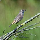 Altvogel Blaukehlchen