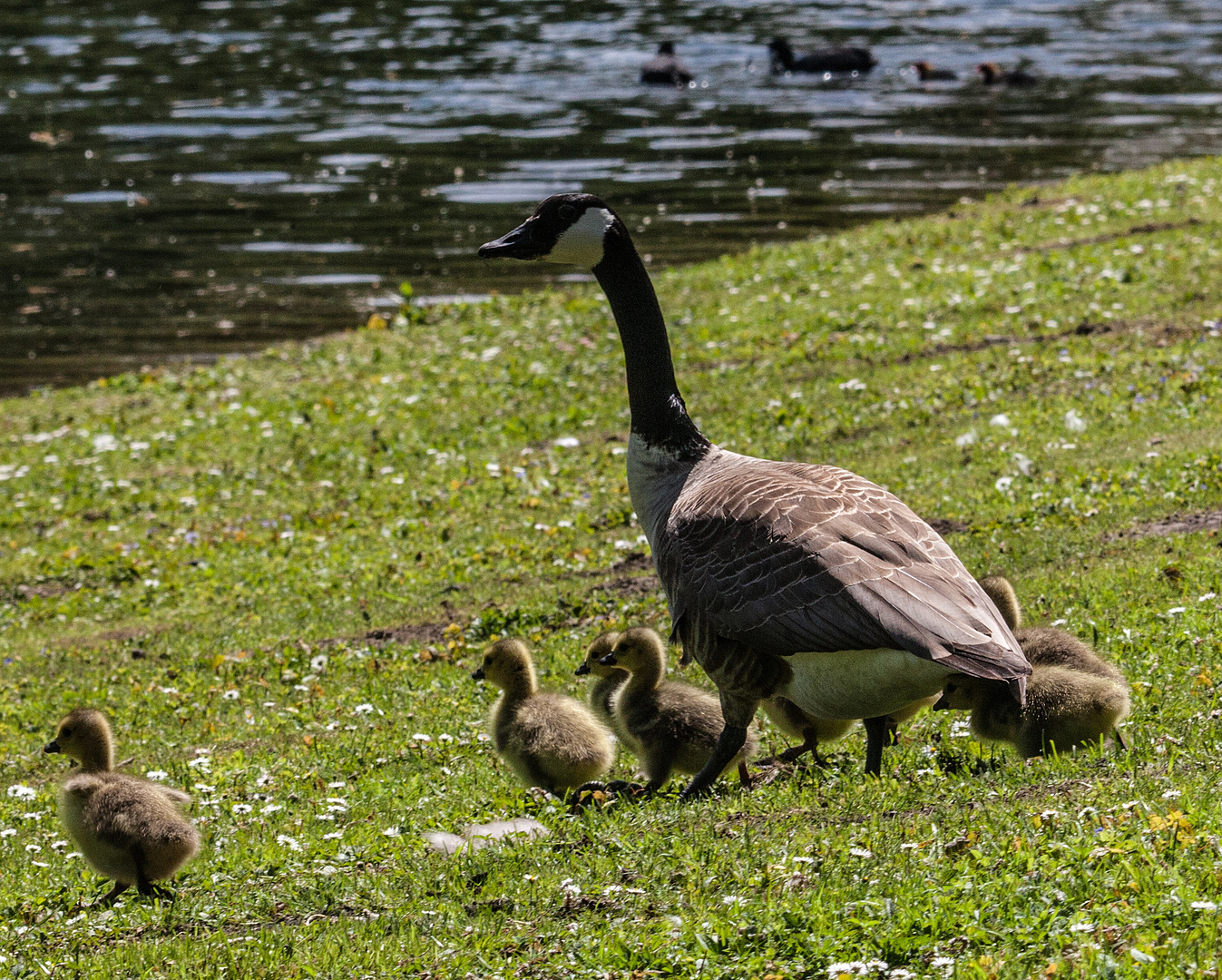 Altvogel der Kanadagans mit Küken 