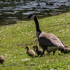 Altvogel der Kanadagans mit Küken 