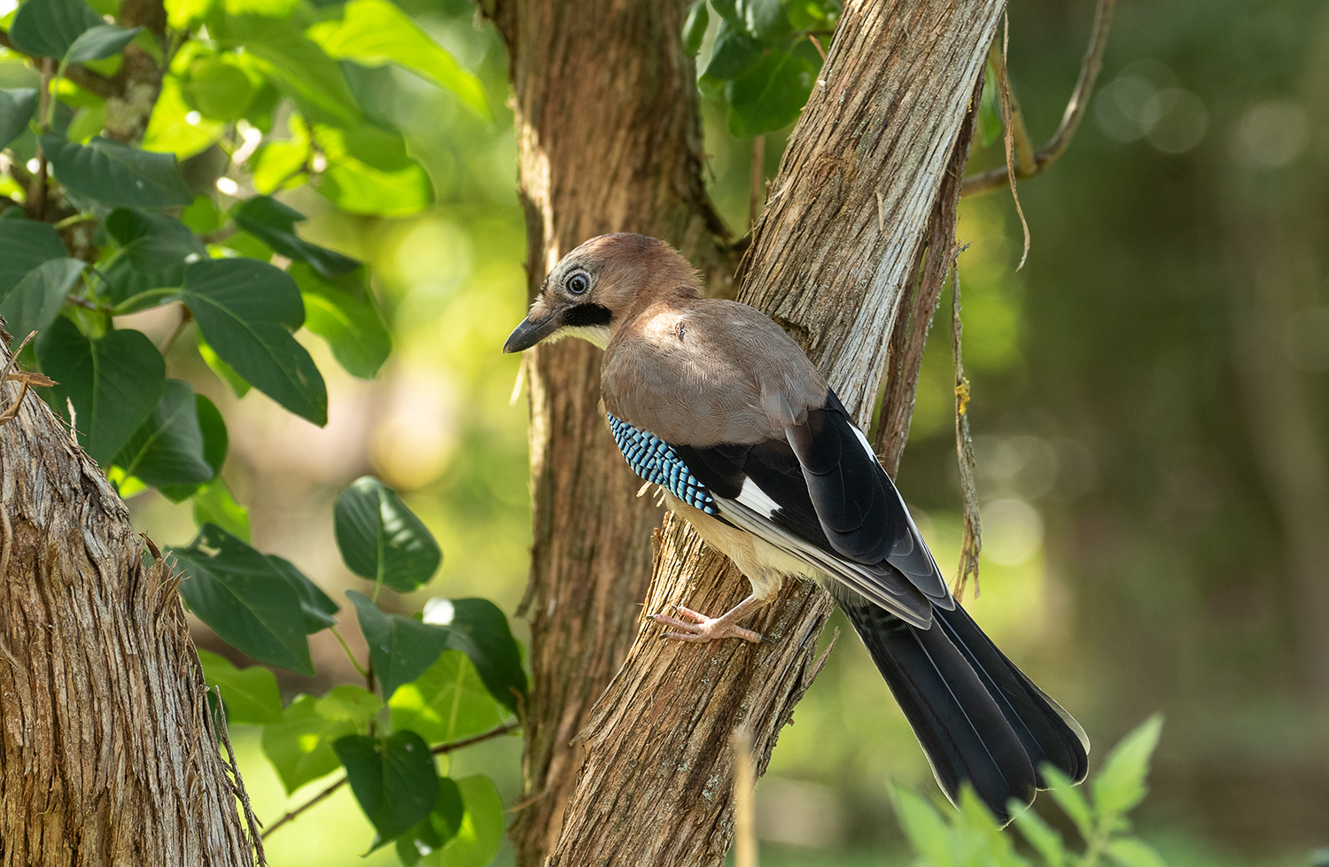 *** Altvogel im Fliederbaum ***