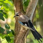 *** Altvogel im Fliederbaum ***