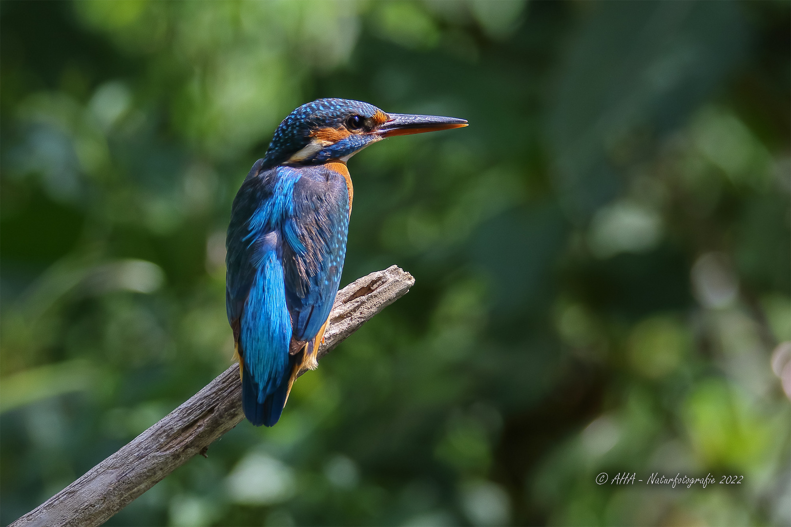 Altvogel Weibchen 