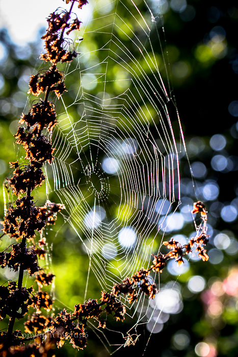 Altweiber Sommer