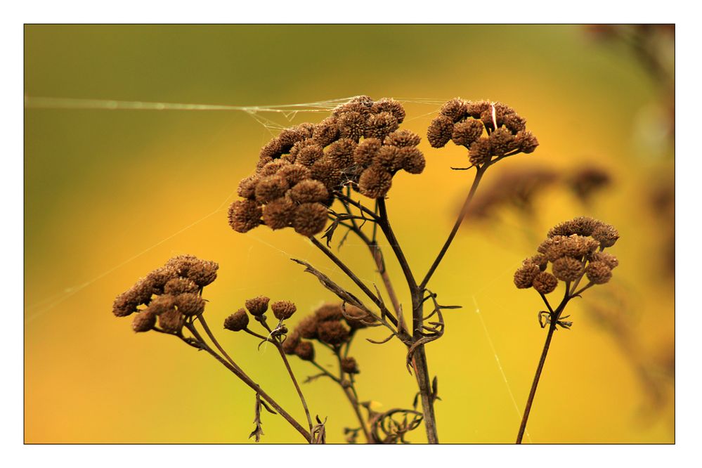 Altweiber-Sommer