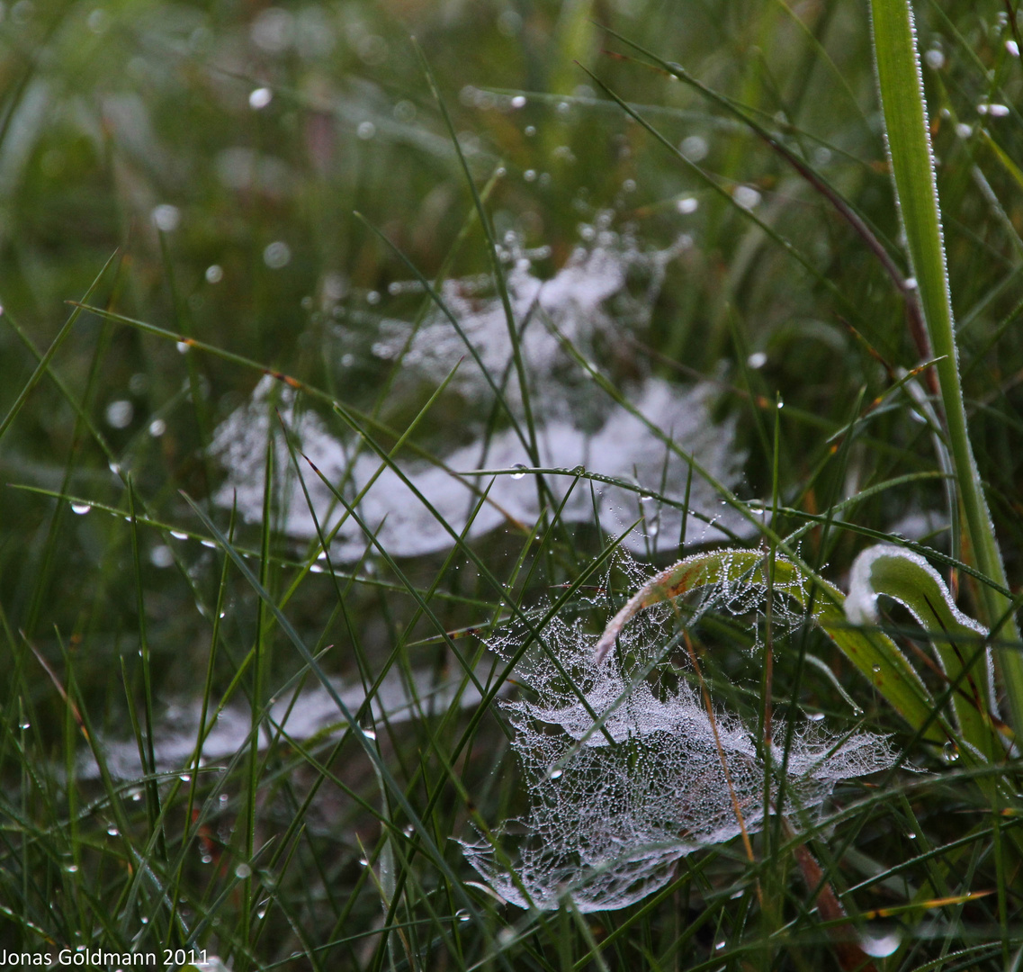 altweiber-sommer auf der wiese