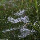 altweiber-sommer auf der wiese