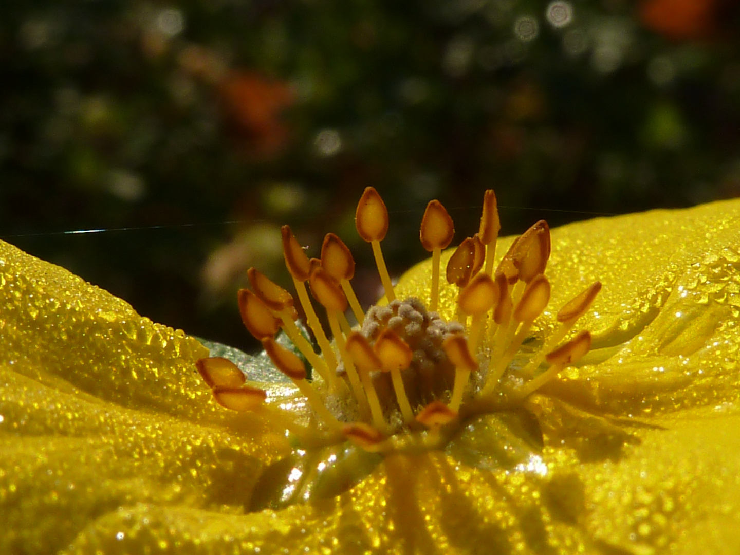 Altweibersommer