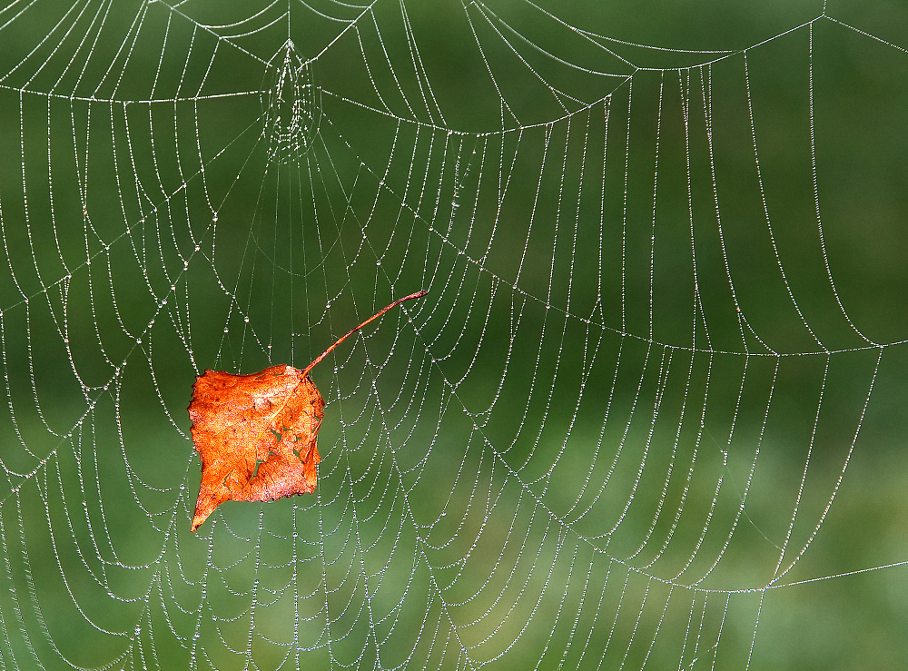 Altweibersommer