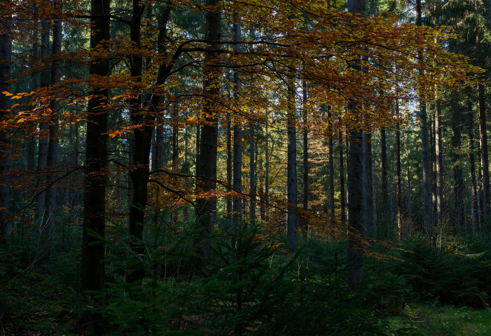 "Altweibersommer"