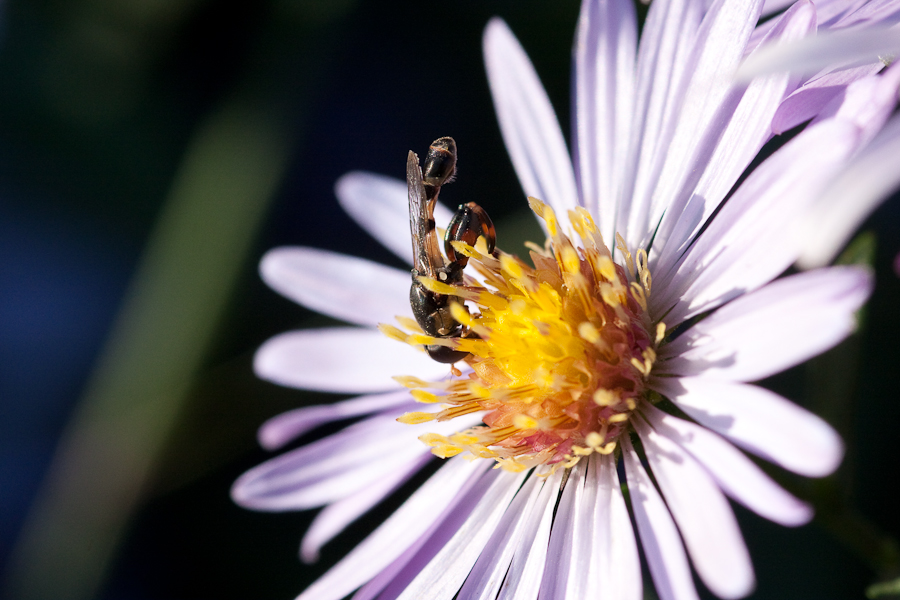 Altweibersommer von buyman 