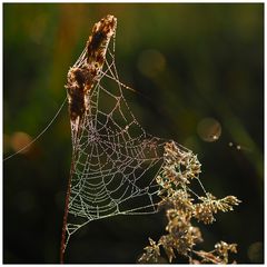 Altweibersommer