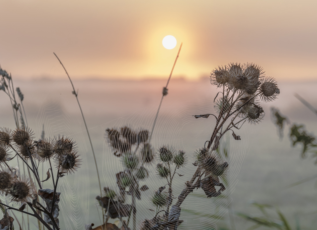 Altweibersommer