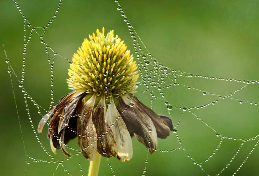 Altweibersommer