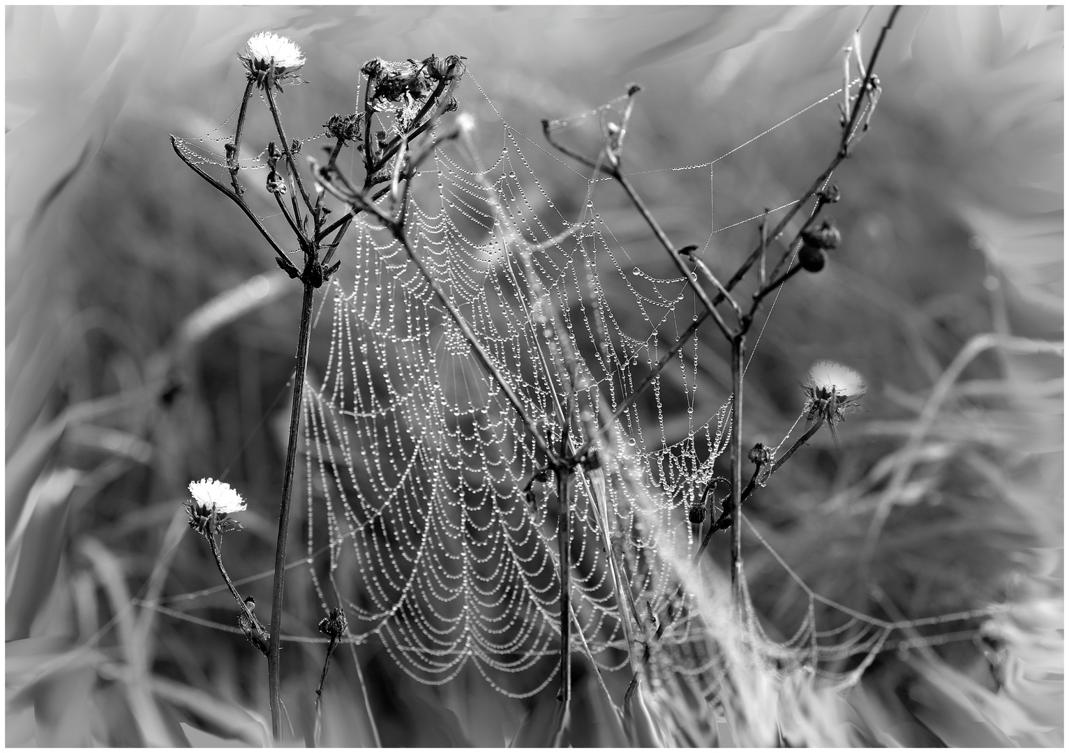 Altweibersommer 1