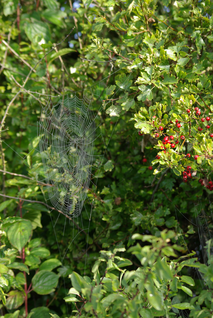 Altweibersommer