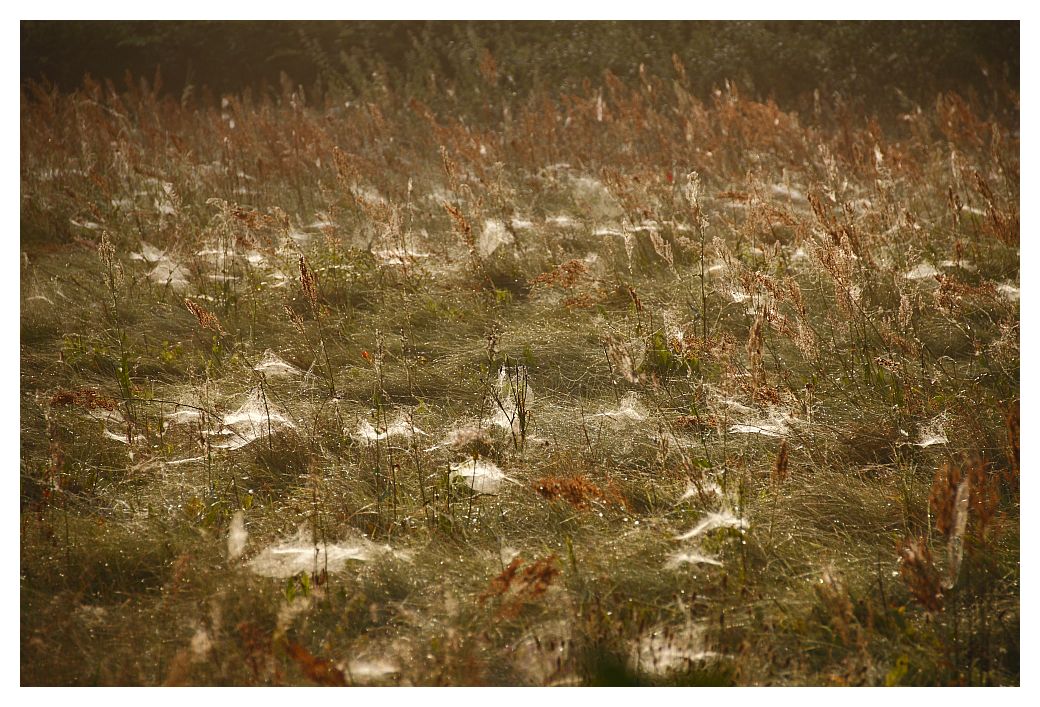 Altweibersommer