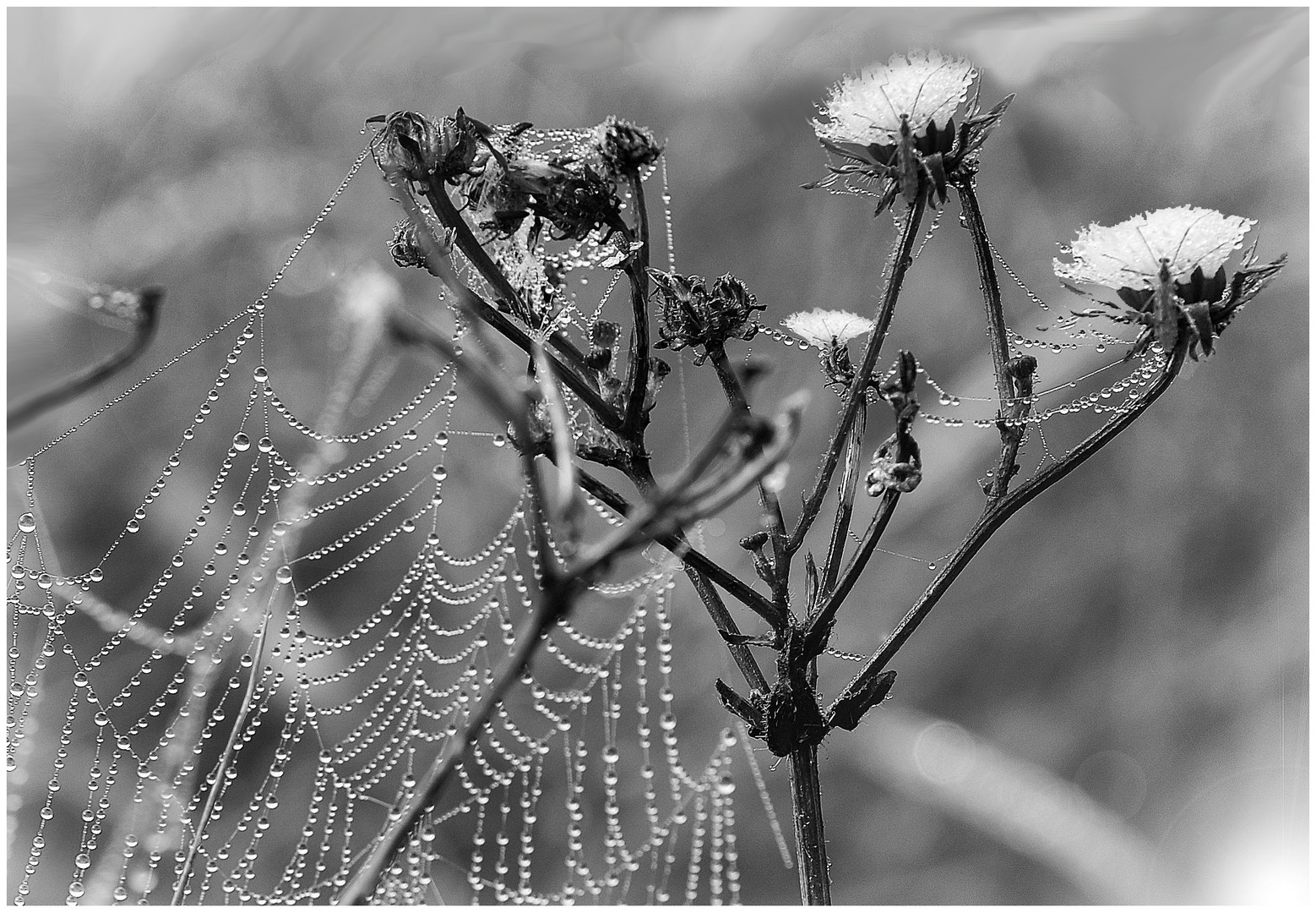 Altweibersommer 2