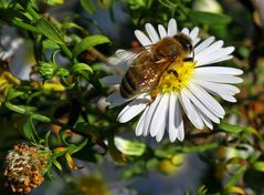 Altweibersommer 2