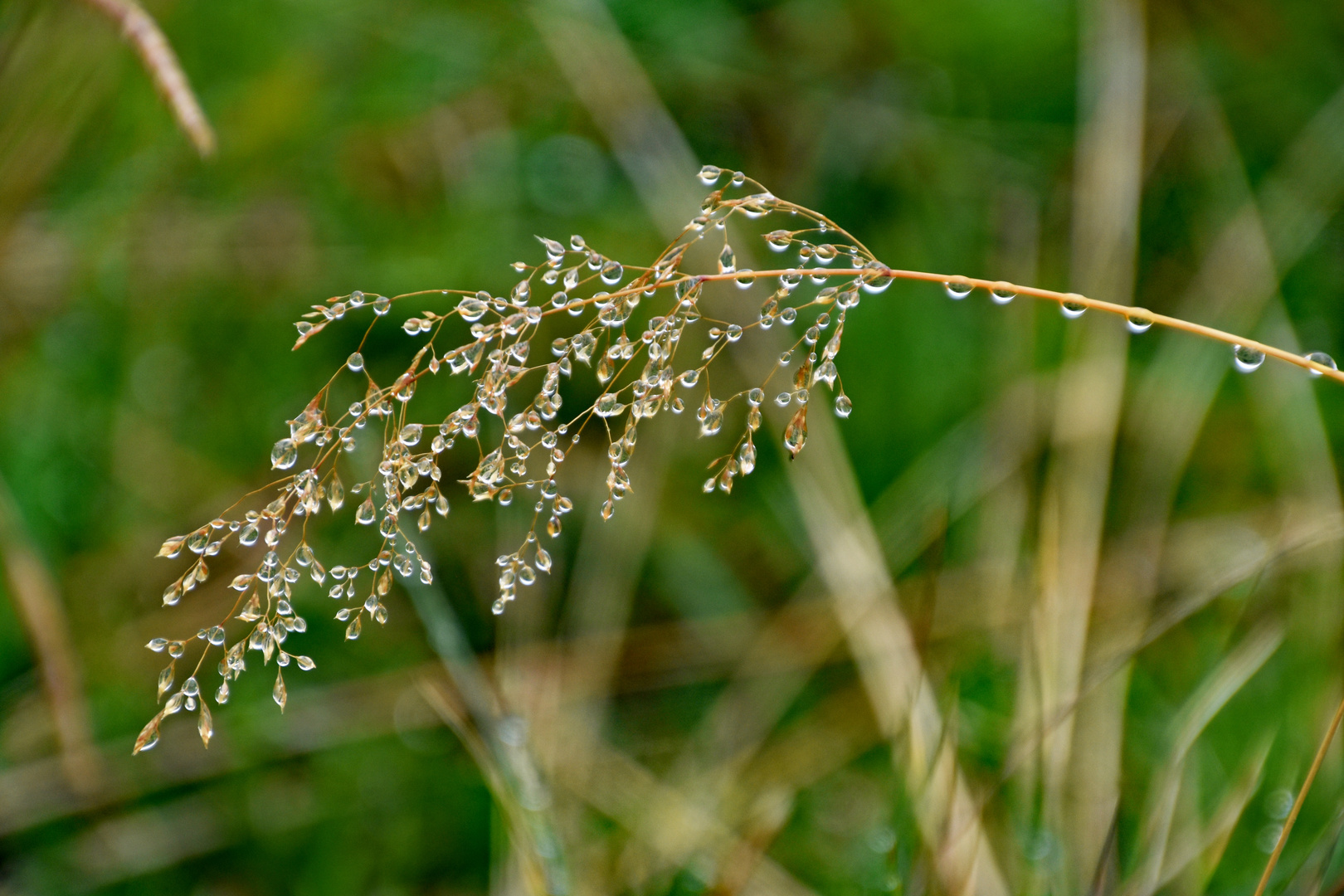 Altweibersommer