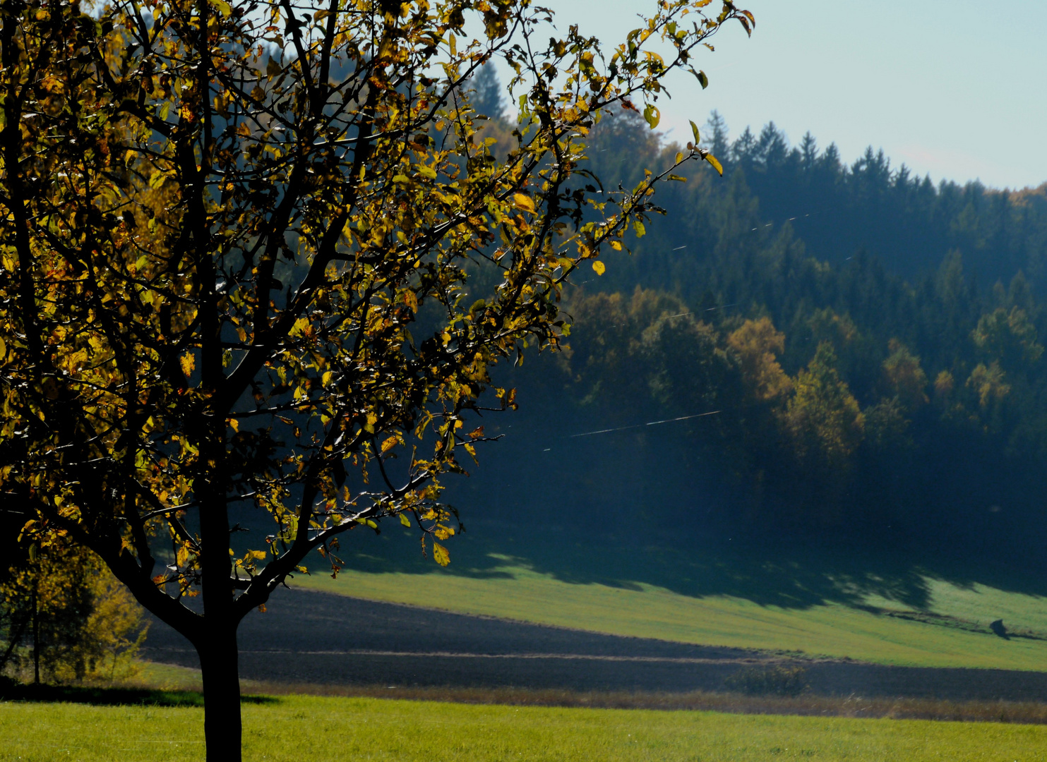 "Altweibersommer"