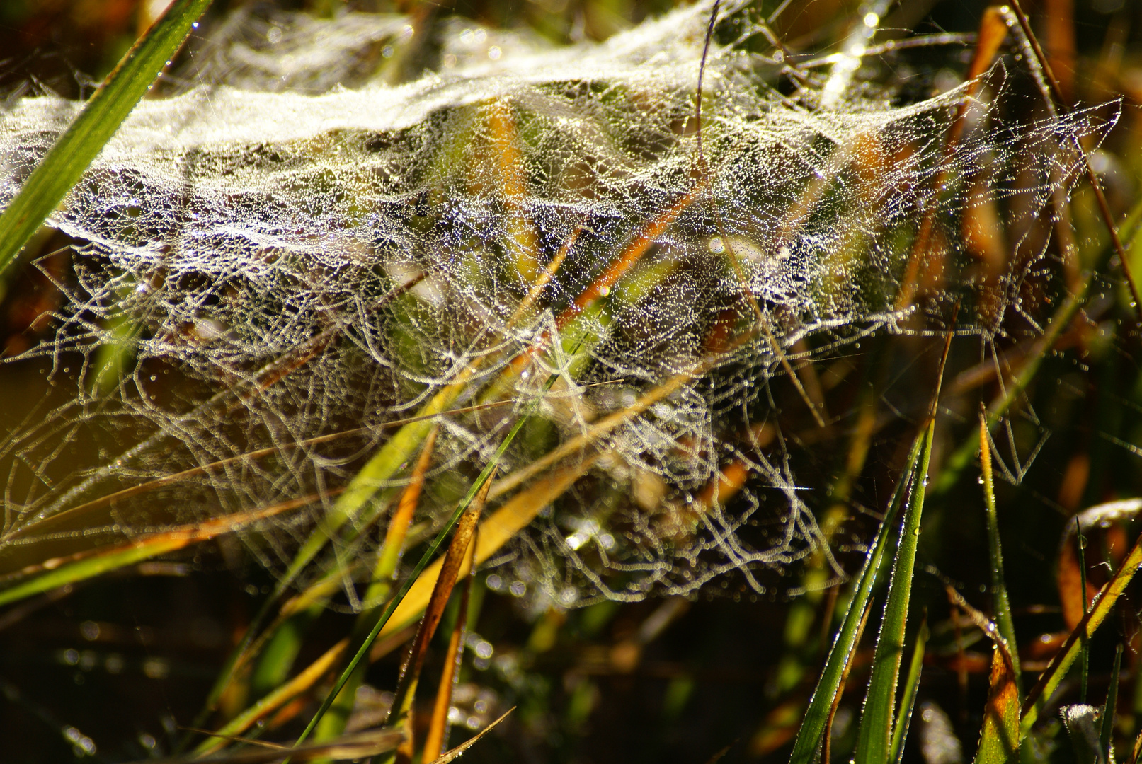 Altweibersommer 3