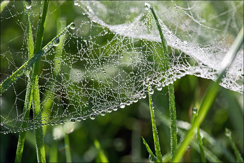 Altweibersommer -3-