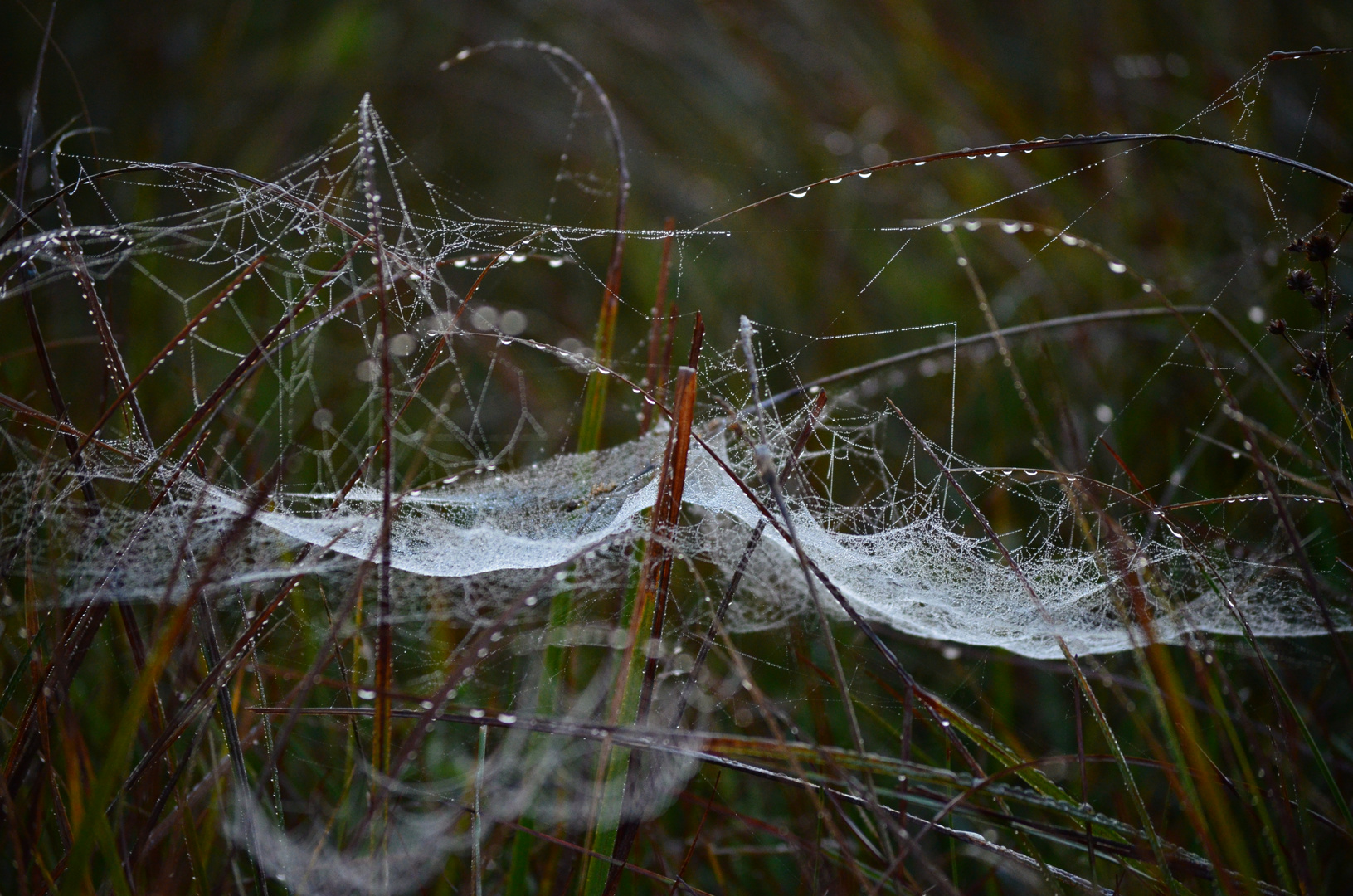 Altweibersommer