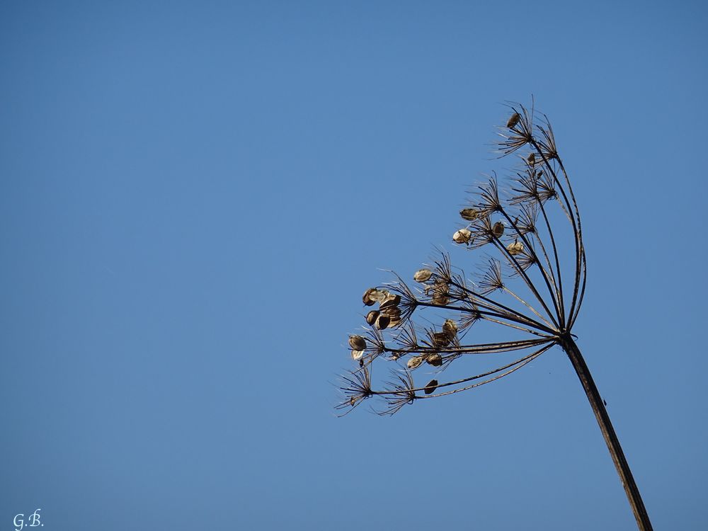  Altweibersommer