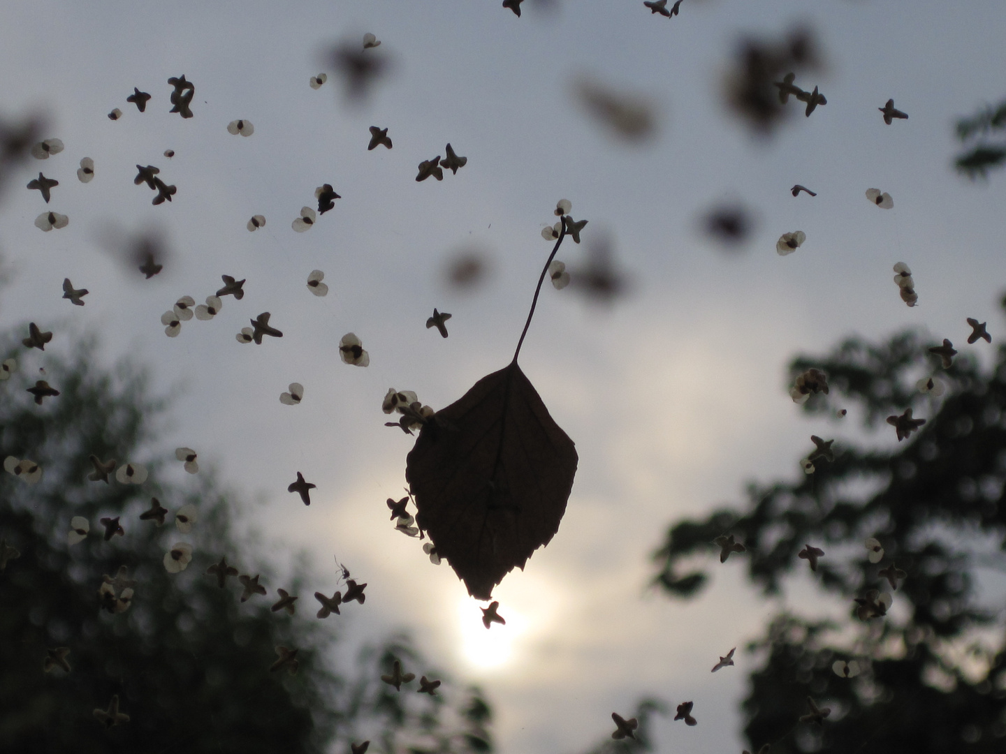 Altweibersommer