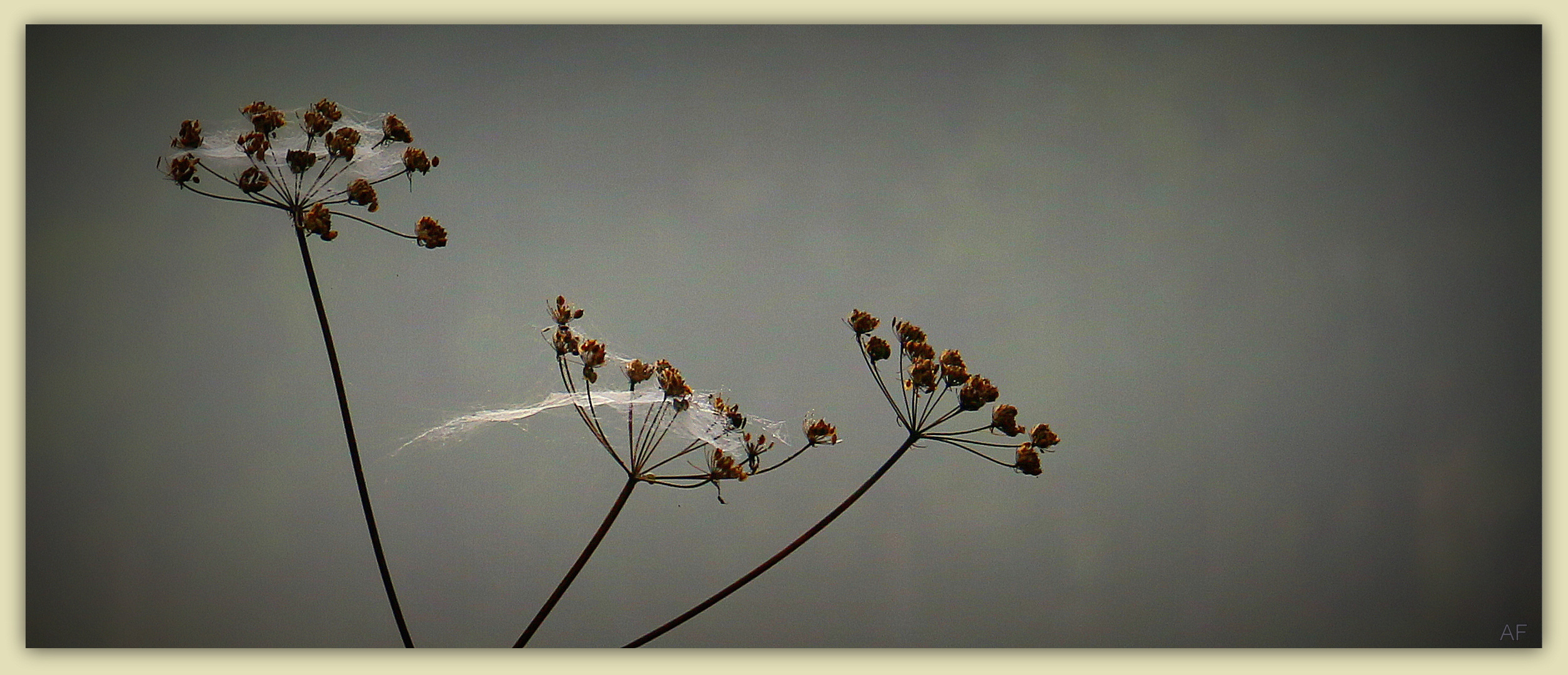 Altweibersommer