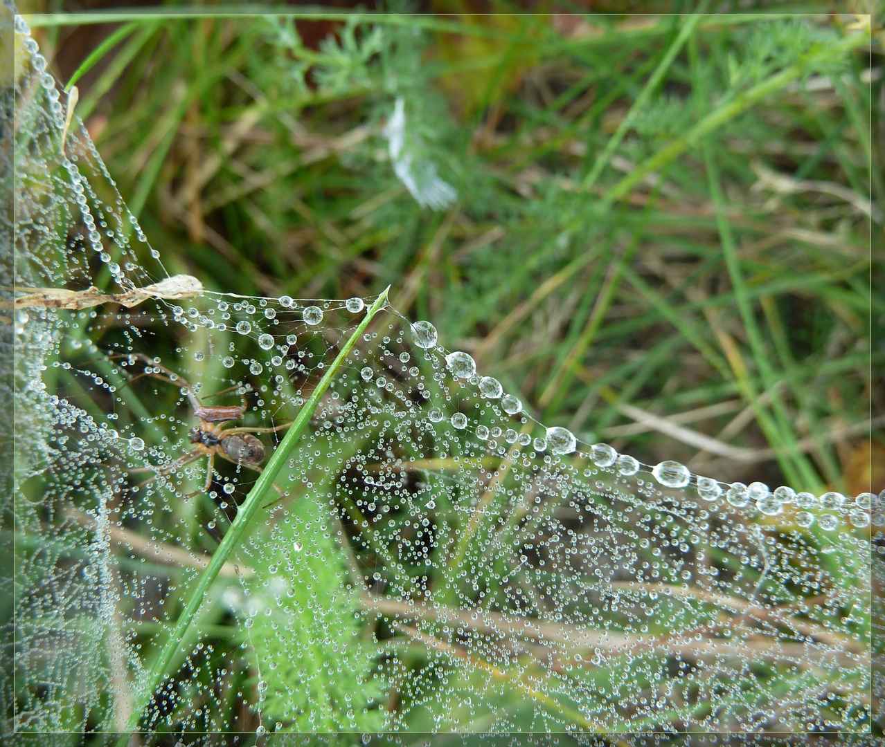 ~~ Altweibersommer ~~