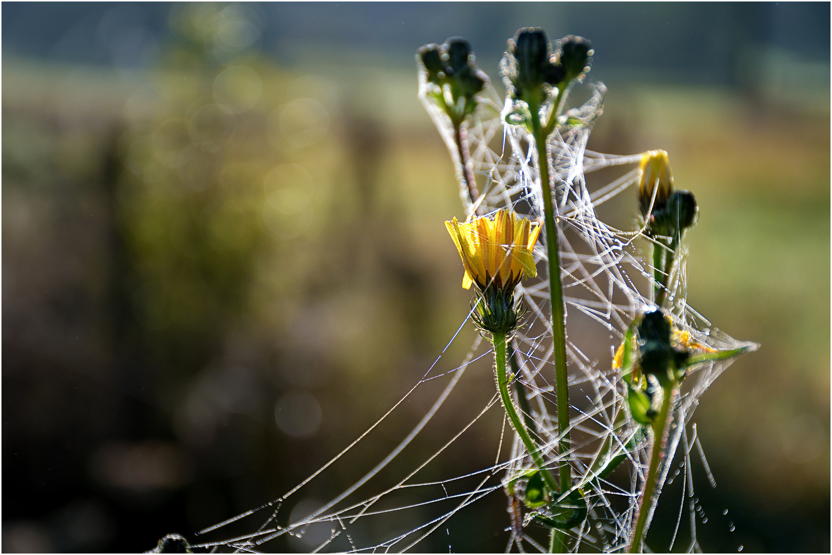 Altweibersommer