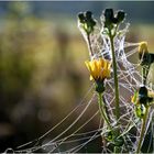 Altweibersommer