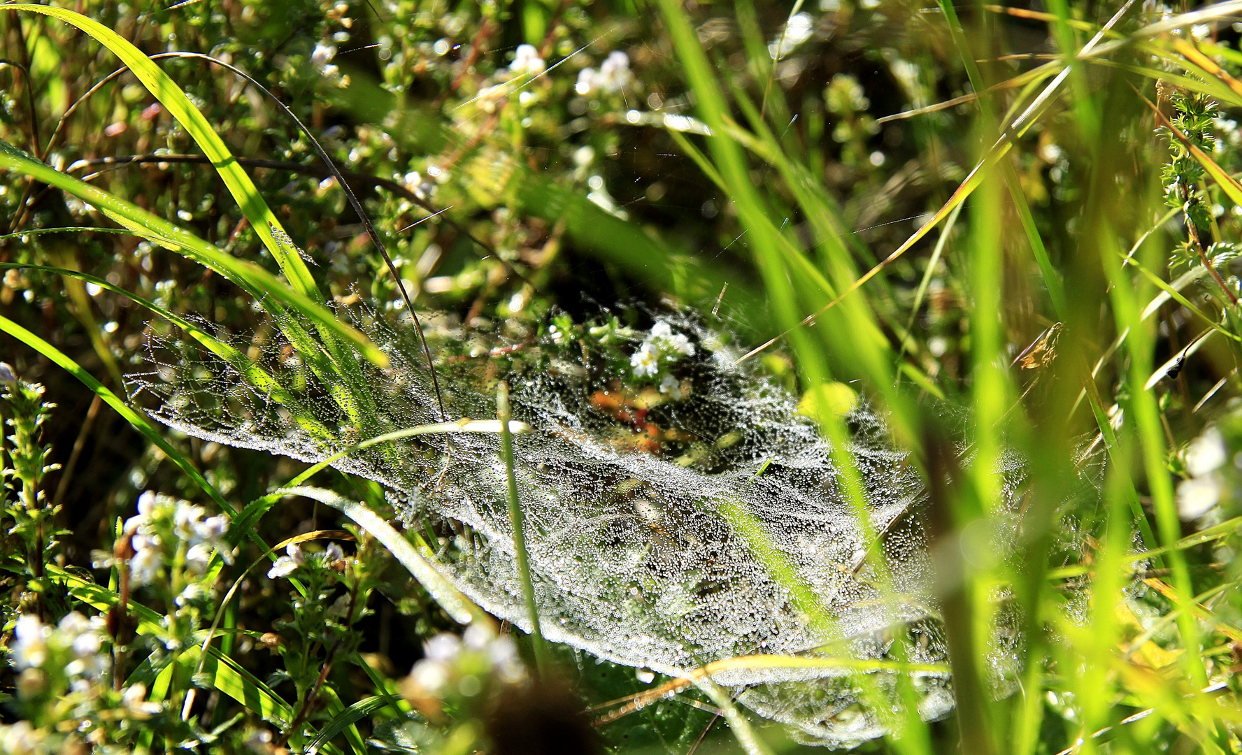 Altweibersommer