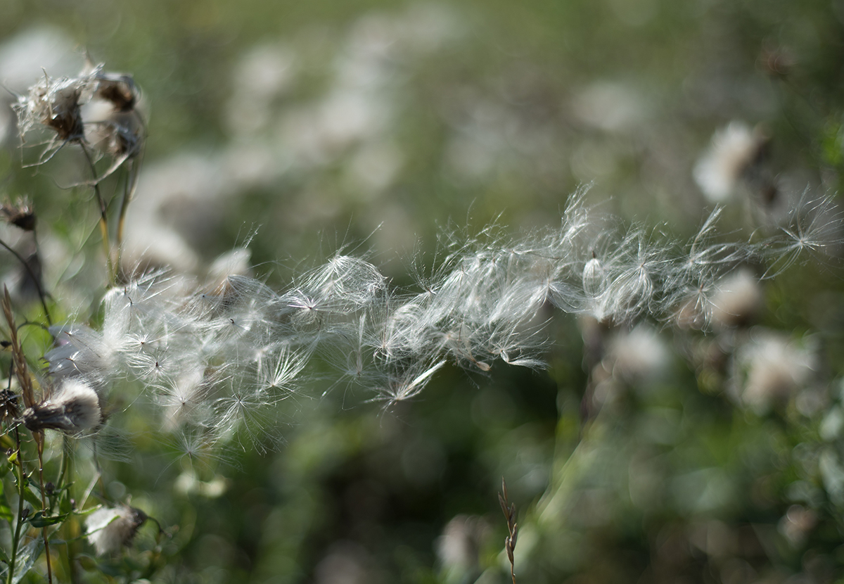 Altweibersommer