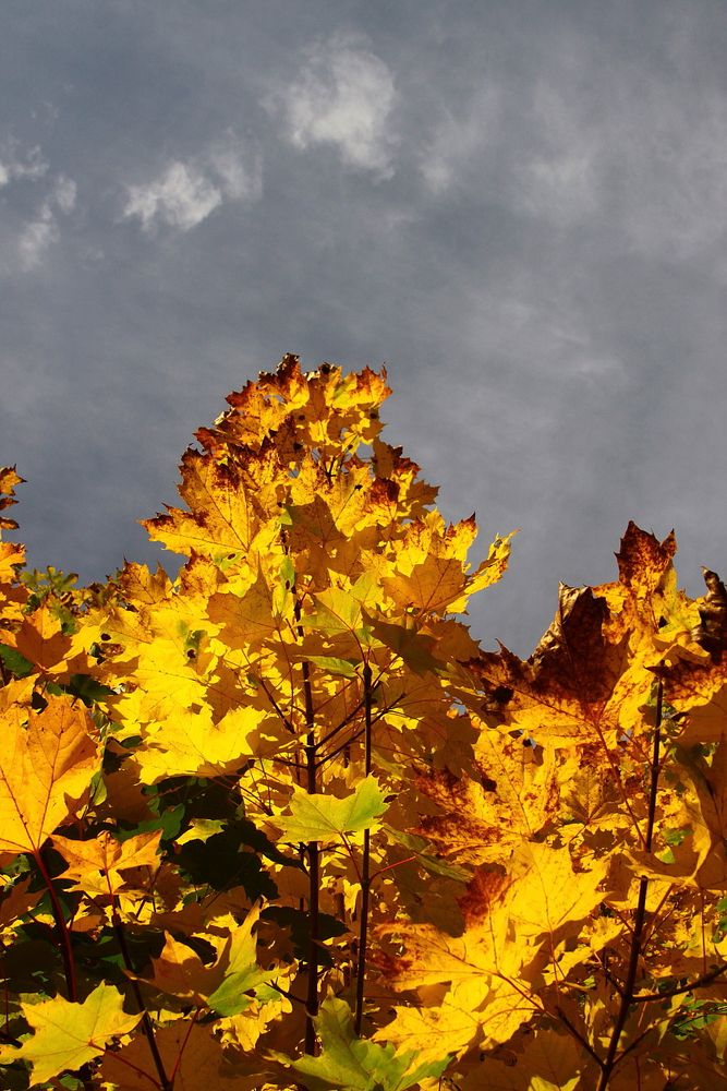 Altweibersommer (5) Foto & Bild | pflanzen, pilze & flechten, bäume