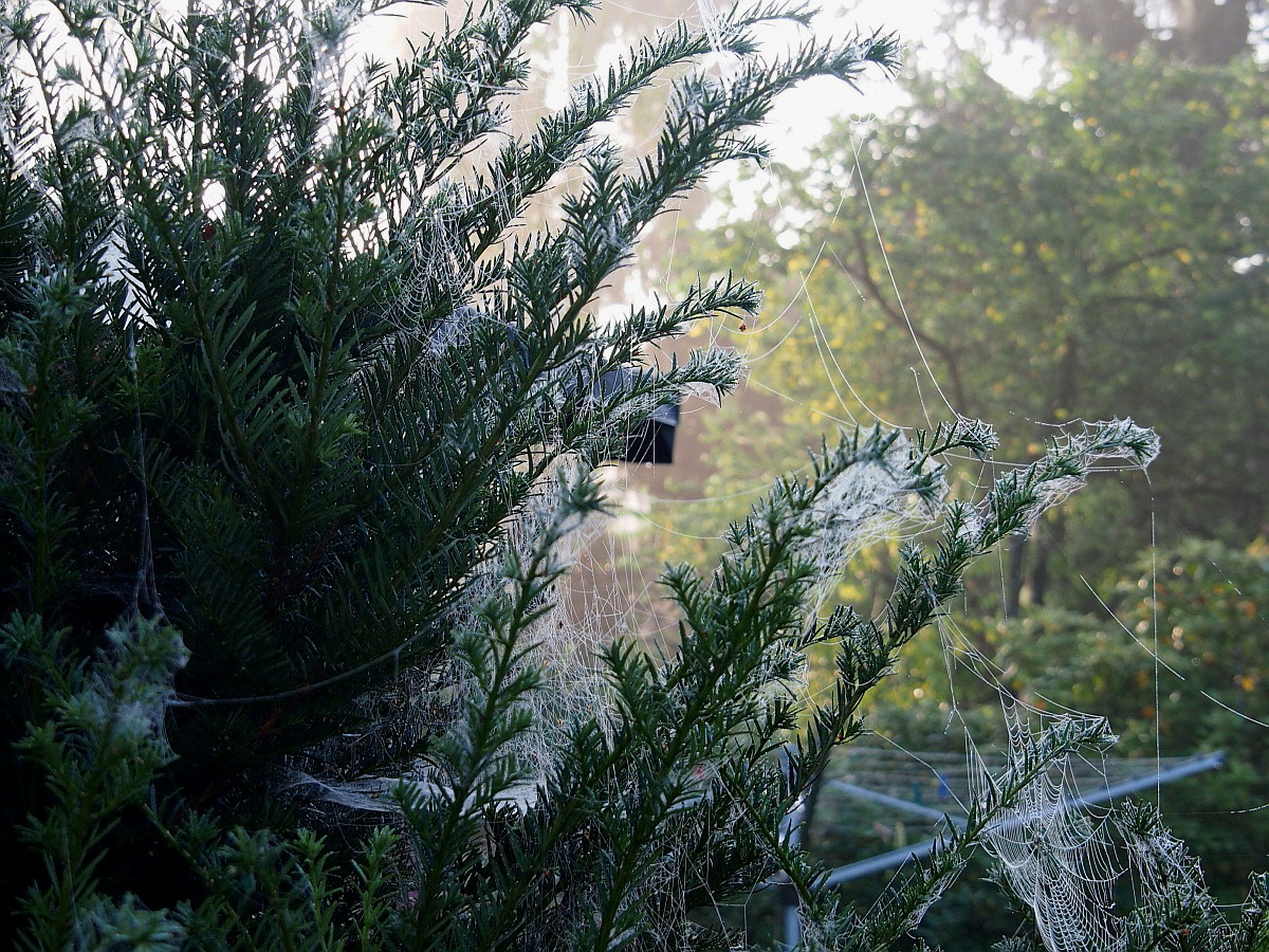 Altweibersommer