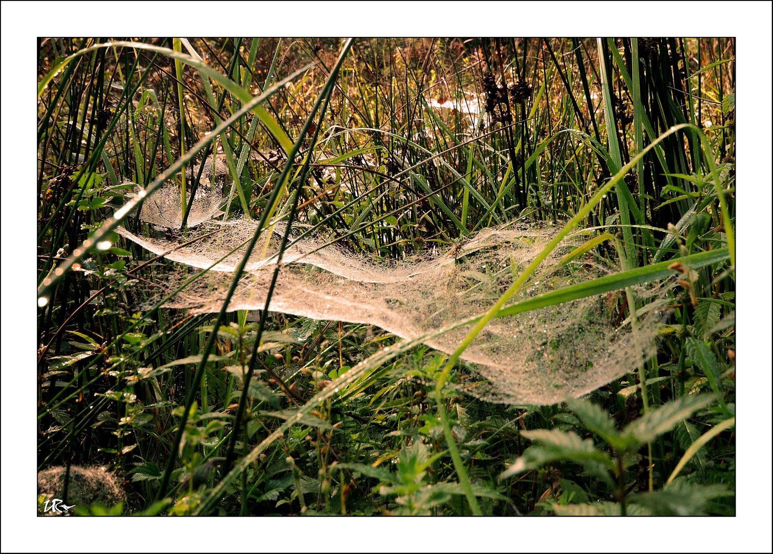 "Altweibersommer"