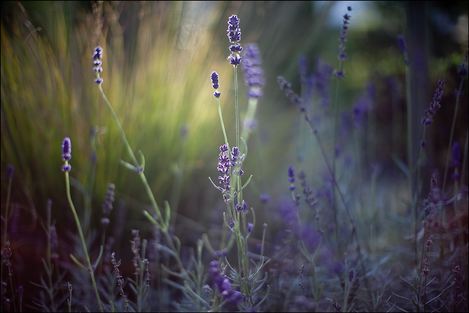 Altweibersommer