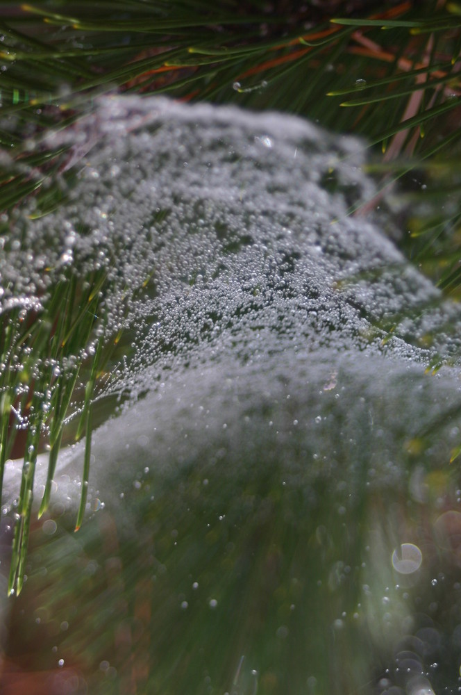 "Altweibersommer"