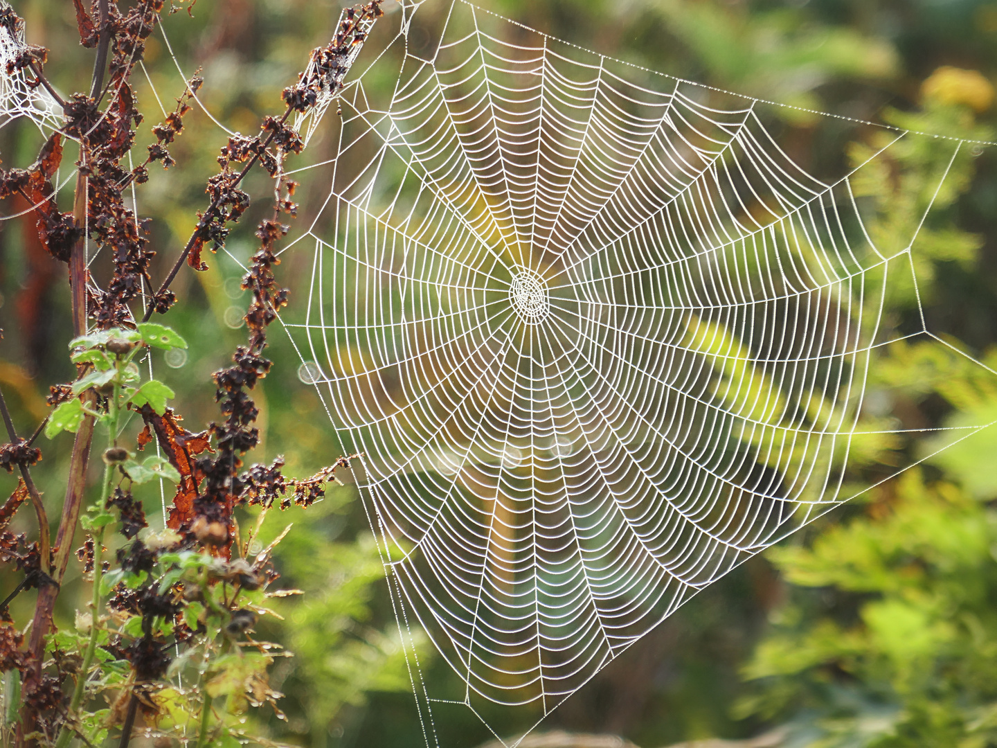 Altweibersommer