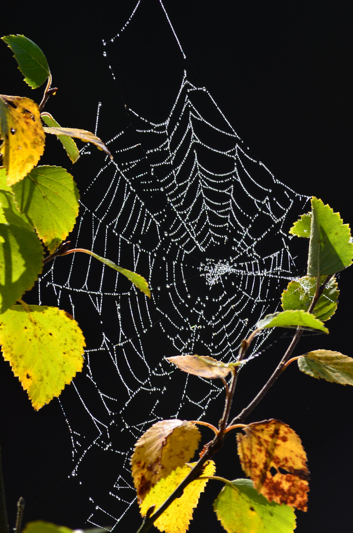 Altweibersommer