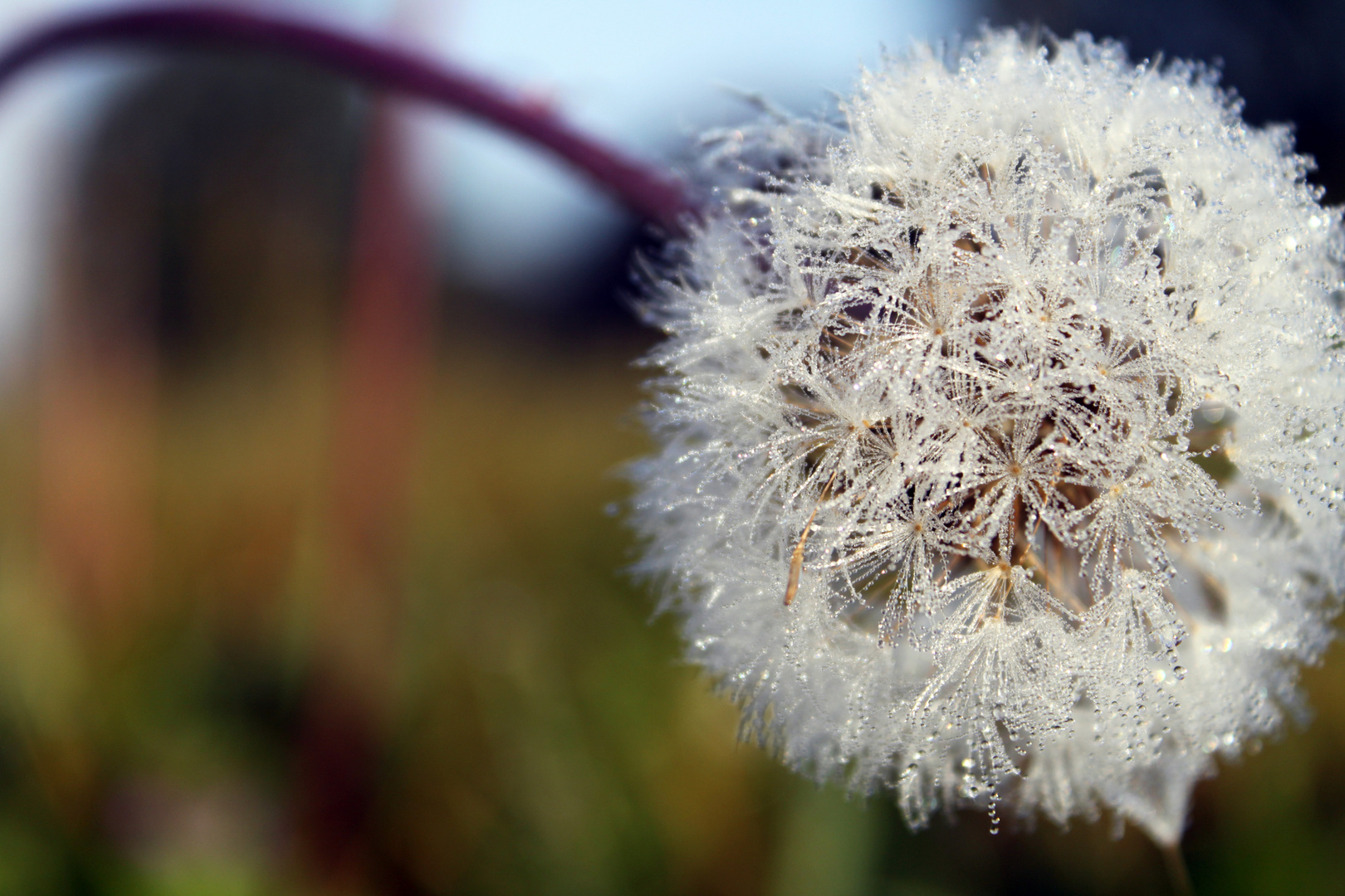 altweibersommer