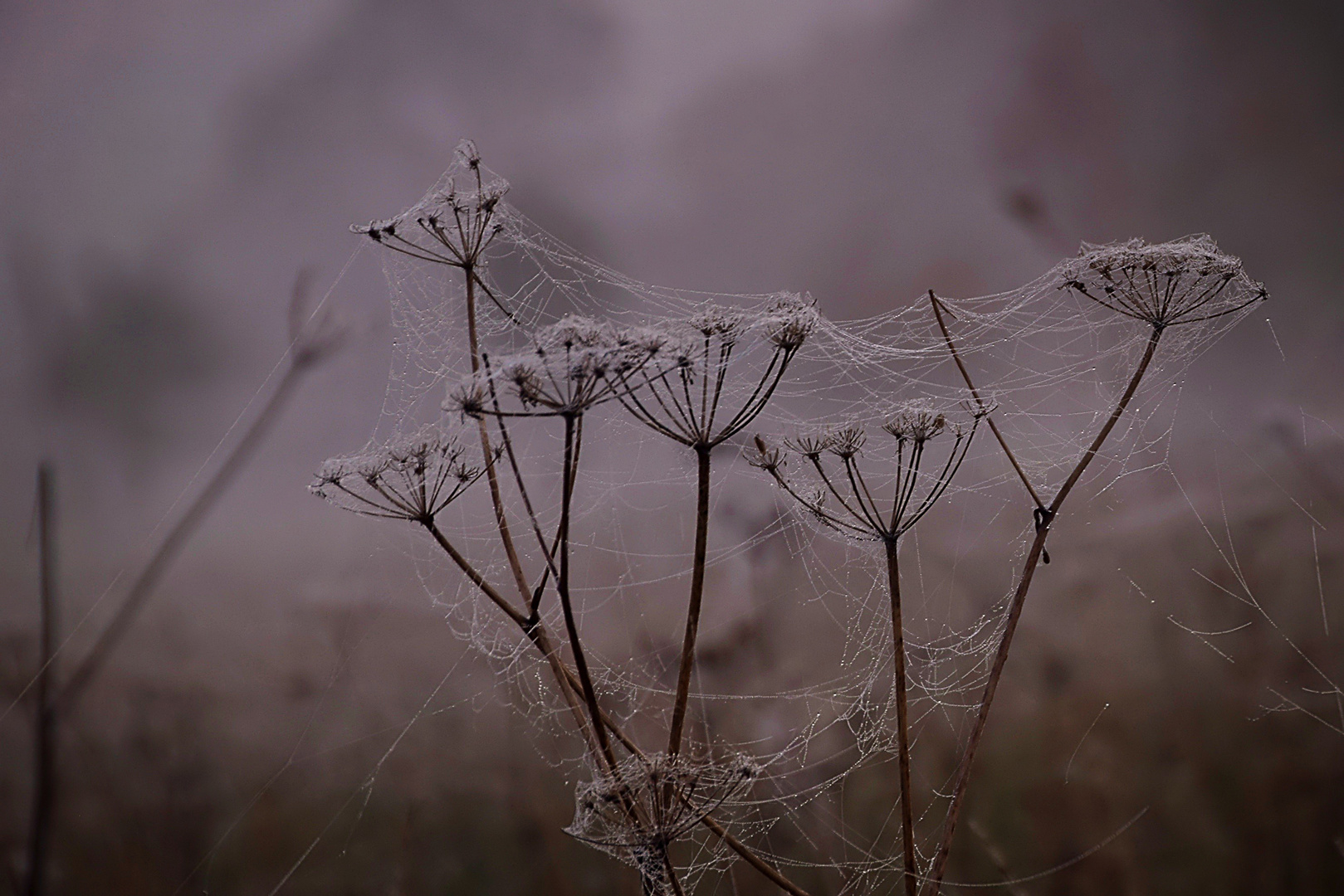 Altweibersommer