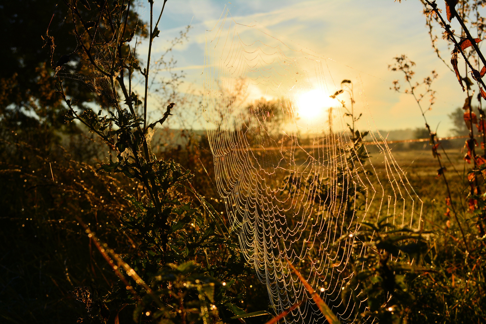 Altweibersommer