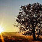 Altweibersommer