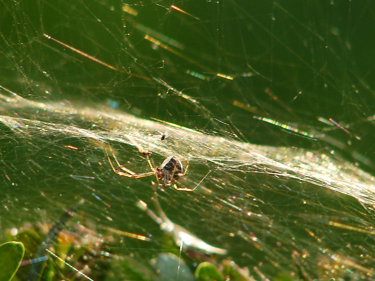 Altweibersommer