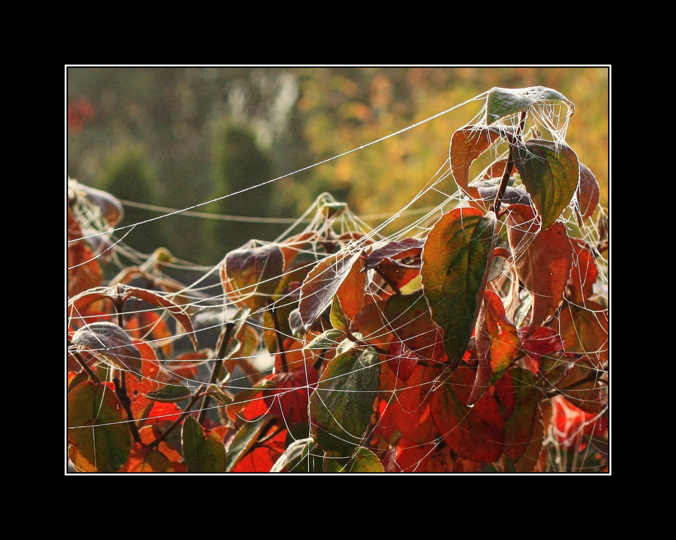 Altweibersommer