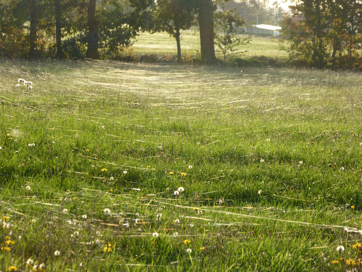 Altweibersommer