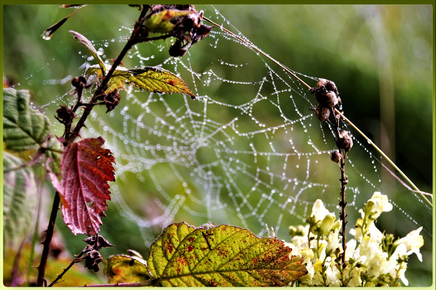 Altweibersommer 